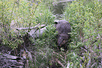 Canadian beaver