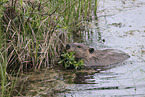 Canadian beaver