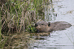 Canadian beaver