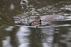 Canadian beaver