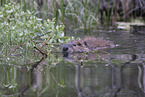 Canadian beaver