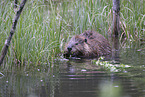 Canadian beaver