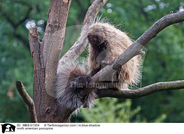 north american porcupine / MBS-01304