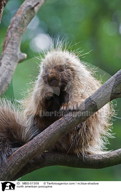 north american porcupine / MBS-01309