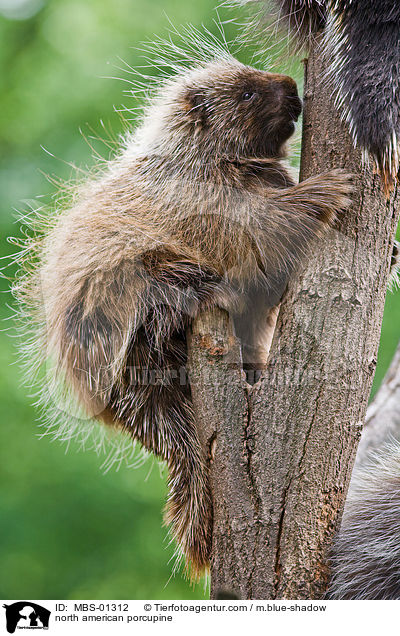 north american porcupine / MBS-01312