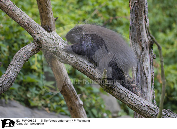 Canadian porcupine / PW-09852