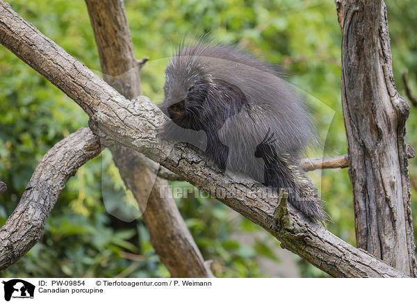 Canadian porcupine / PW-09854