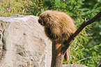 north american porcupine