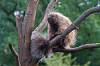 north american porcupine