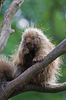 north american porcupine