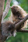 north american porcupine