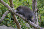 Canadian porcupine