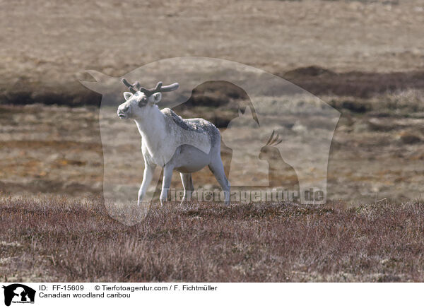Canadian woodland caribou / FF-15609