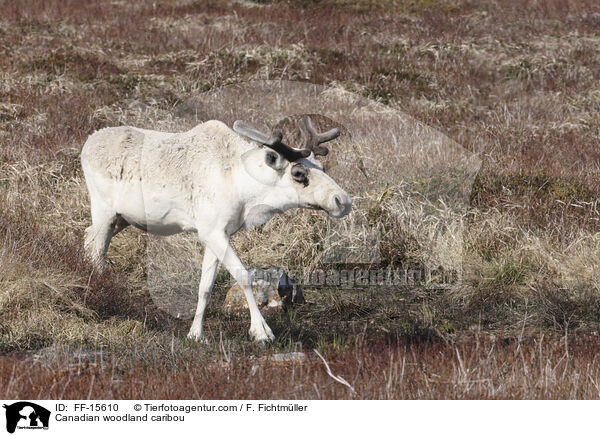Canadian woodland caribou / FF-15610