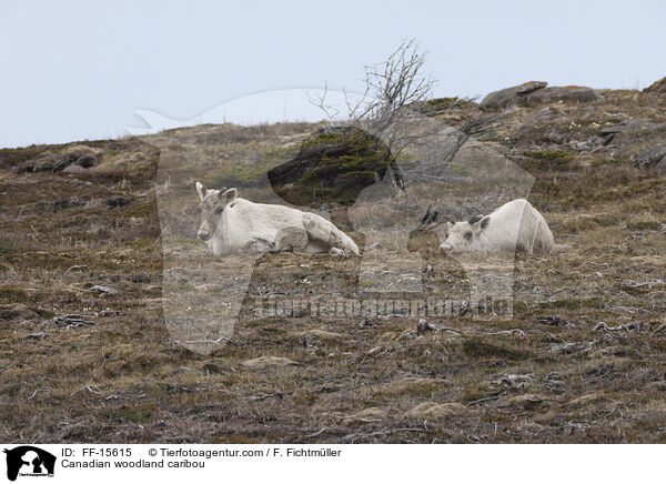 Kanadisches Waldkaribu / Canadian woodland caribou / FF-15615
