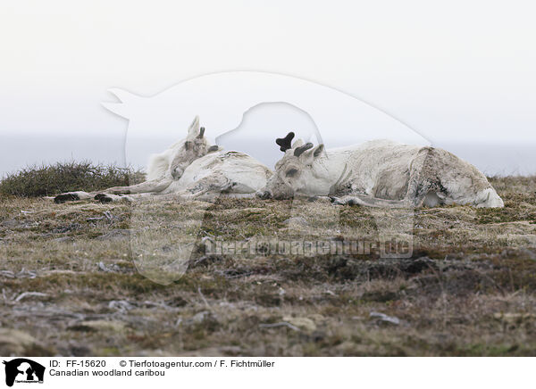 Kanadisches Waldkaribu / Canadian woodland caribou / FF-15620