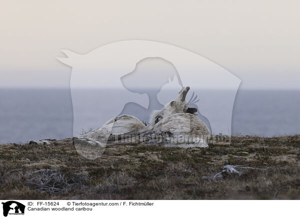 Canadian woodland caribou / FF-15624