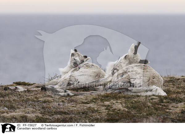 Canadian woodland caribou / FF-15627