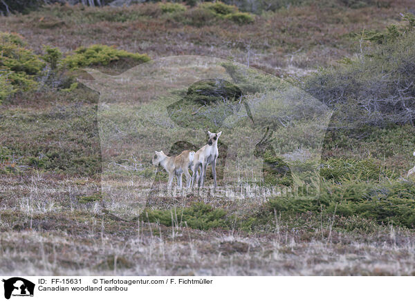 Canadian woodland caribou / FF-15631