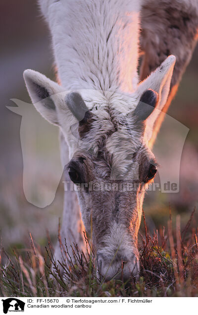 Kanadisches Waldkaribu / Canadian woodland caribou / FF-15670
