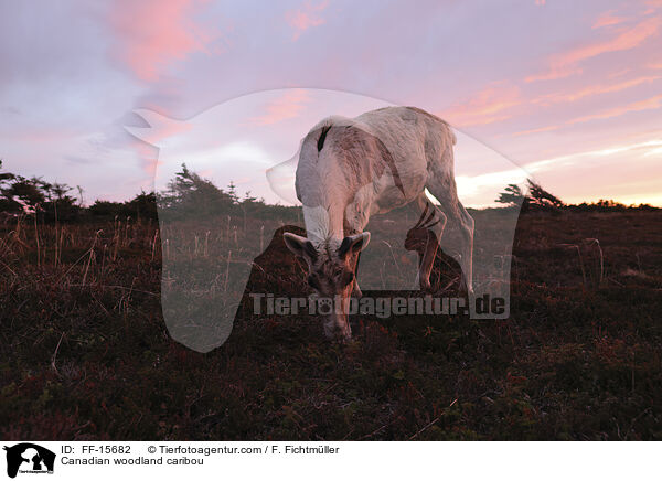 Canadian woodland caribou / FF-15682