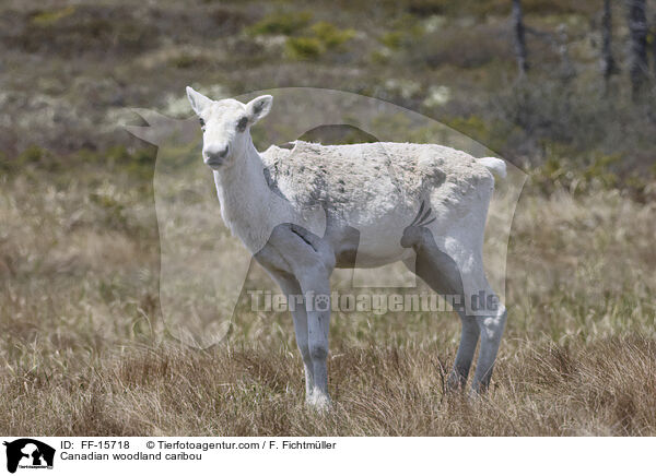 Canadian woodland caribou / FF-15718