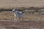 Canadian woodland caribou