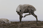 Canadian woodland caribou