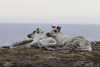 Canadian woodland caribou