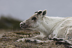 Canadian woodland caribou