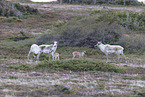 Canadian woodland caribou