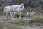 Canadian woodland caribou