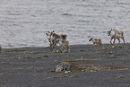 Canadian woodland caribou