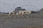 Canadian woodland caribou