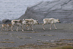 Canadian woodland caribou
