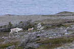 Canadian woodland caribou