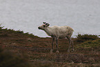 Canadian woodland caribou