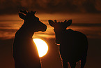Canadian woodland caribou