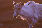 Canadian woodland caribou