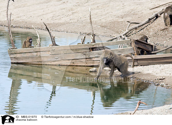 chacma baboon / MBS-01970