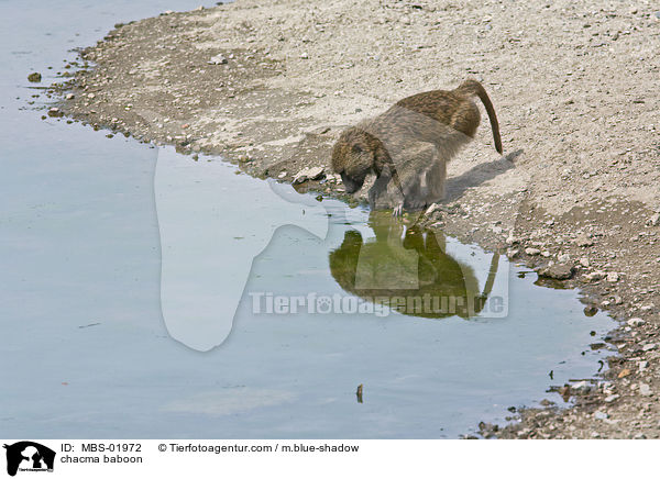 chacma baboon / MBS-01972