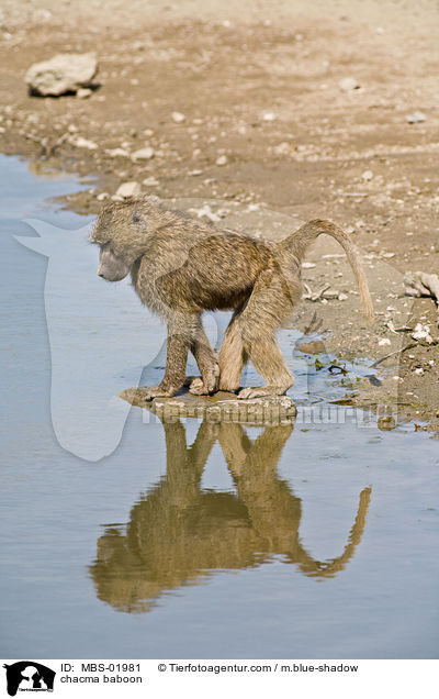 chacma baboon / MBS-01981