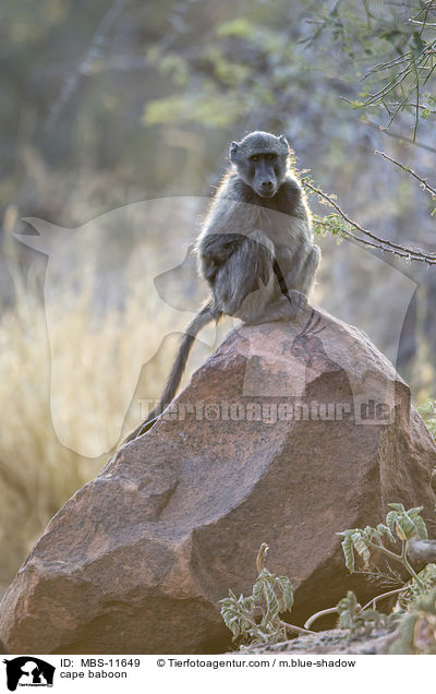 cape baboon / MBS-11649