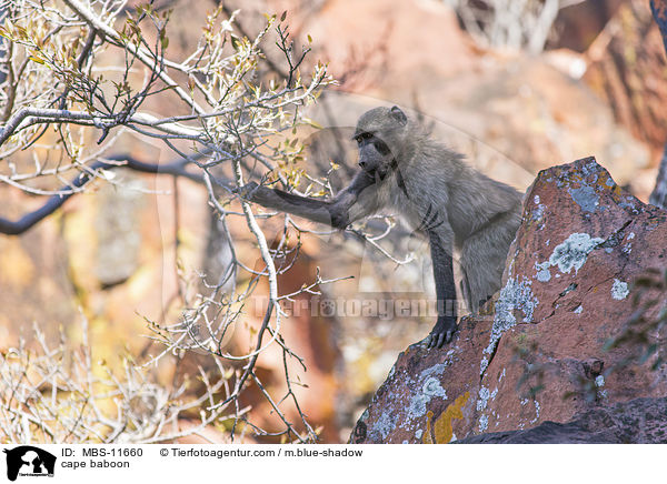 Brenpavian / cape baboon / MBS-11660