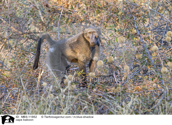 Brenpavian / cape baboon / MBS-11662