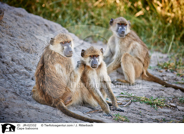 Cape baboons / JR-02332