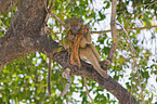 chacma baboon