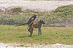 chacma baboon