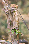 chacma baboon