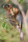 chacma baboon